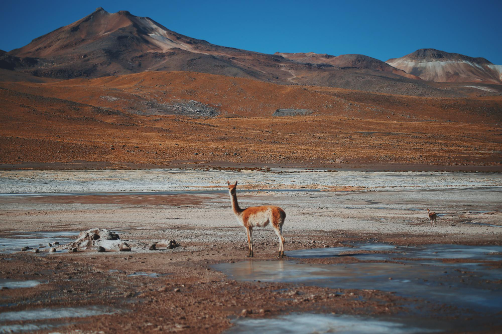 Chile e Deserto do Atacama, imagem 15