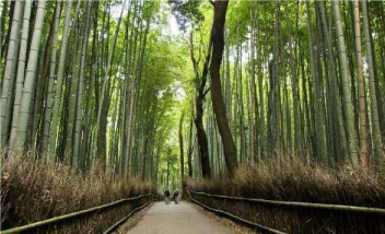Tesouros do Oriente, imagem 13